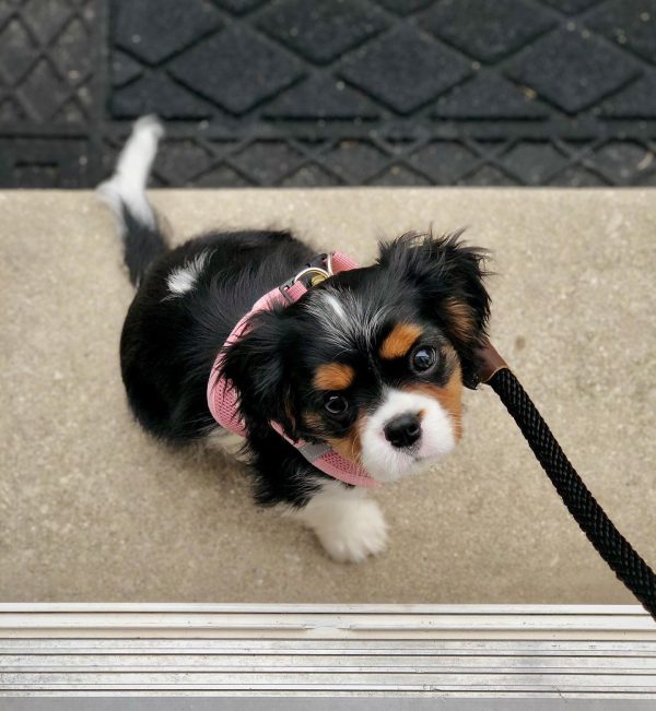 PENELOPE - Image 3