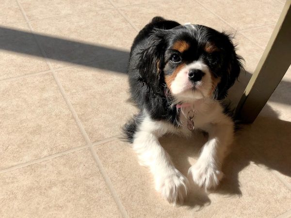 PENELOPE