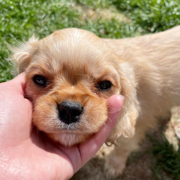 TEDDY - Image 2