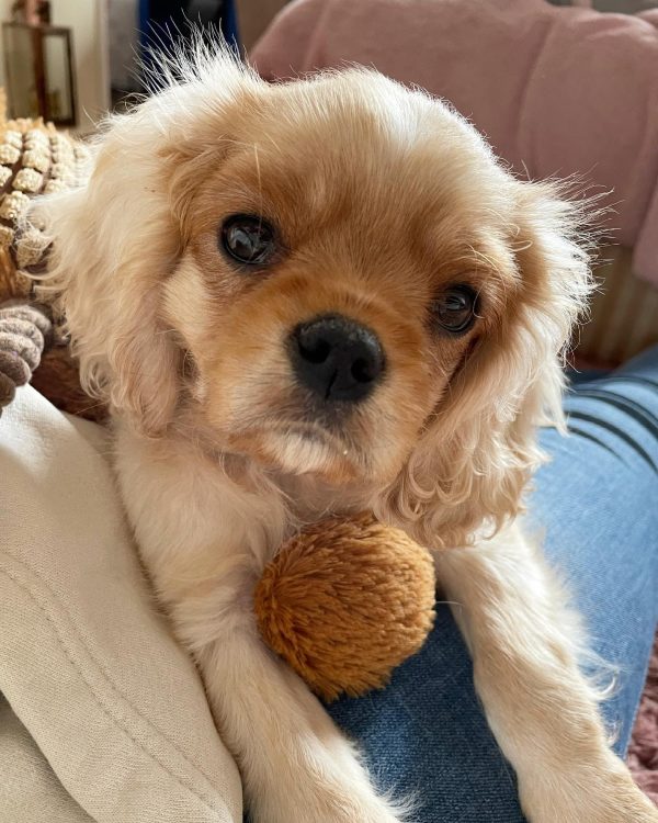 TEDDY - Image 3