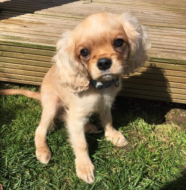 TEDDY - Image 4