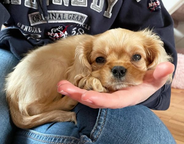 TEDDY